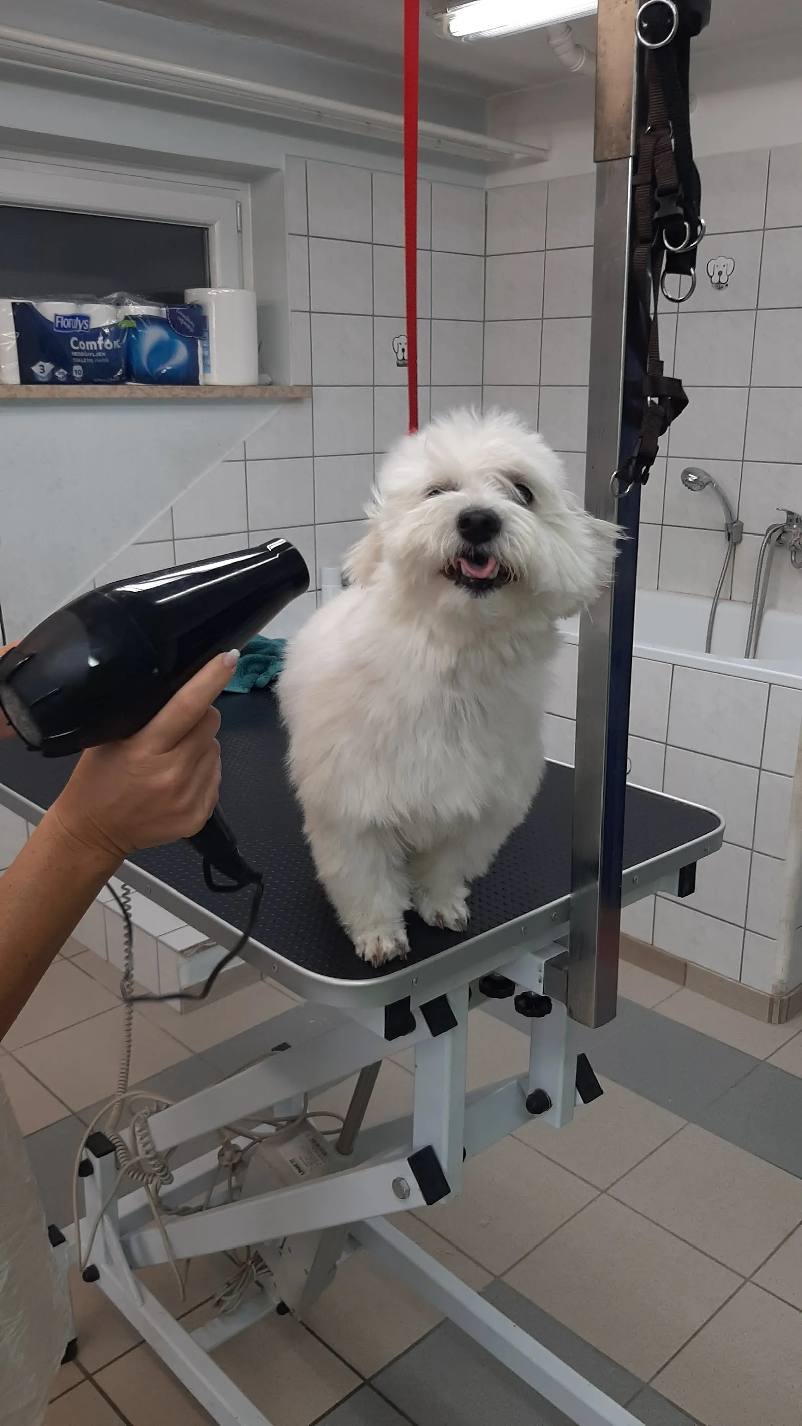 Salon za nego psov in muc Tačka