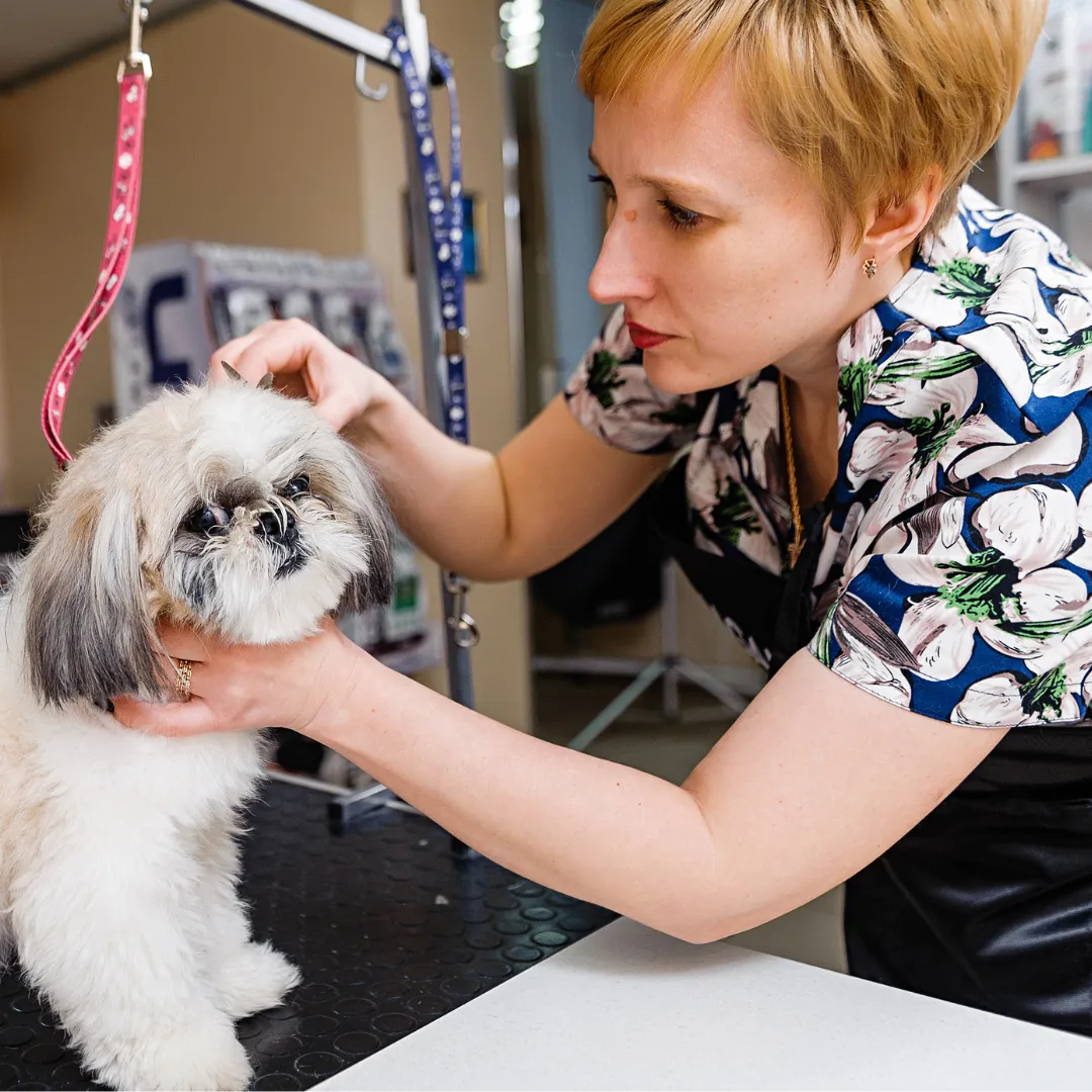 Salon za nego psov in mačk - Oskar